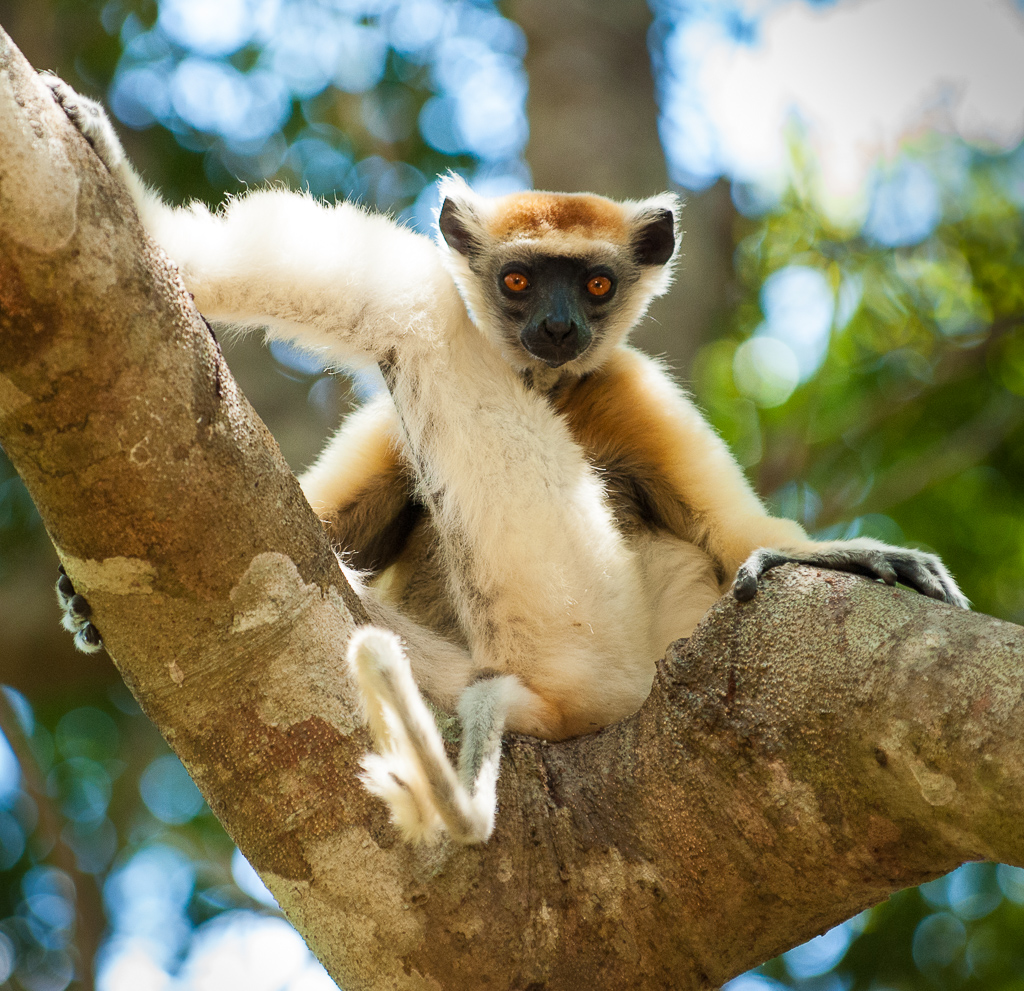 Golden-Crowned Sifaka — stares