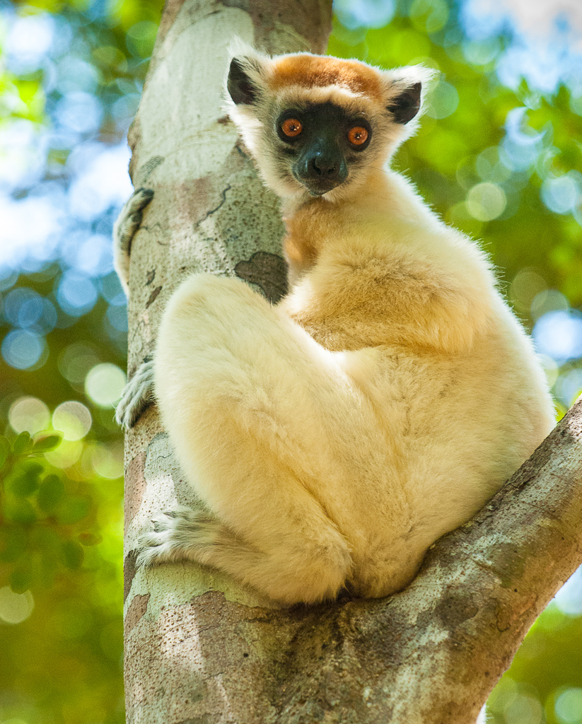 Golden-Crowned Sifaka — seated