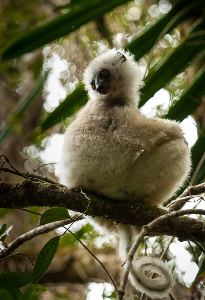 Silky Sifaka Juvenile