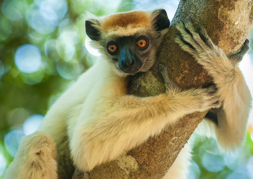 Golden-Crowned sifaka hugs tree