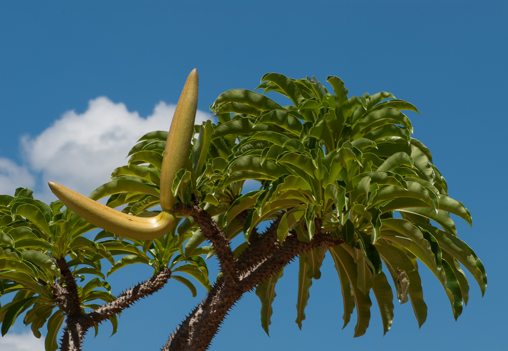 Madagascar — a living record of ecological antiquity.