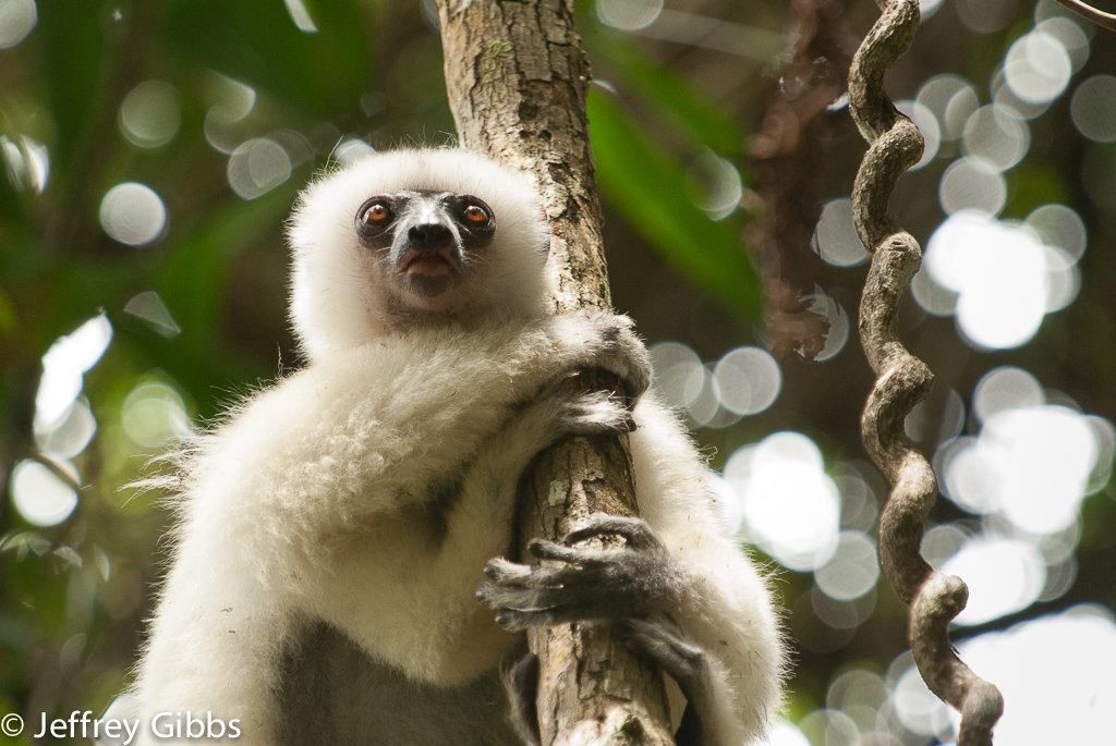 The Silky Sifaka is critically-endangered species of lemur, and one of more than 100 species of lemur found in Madagascar.