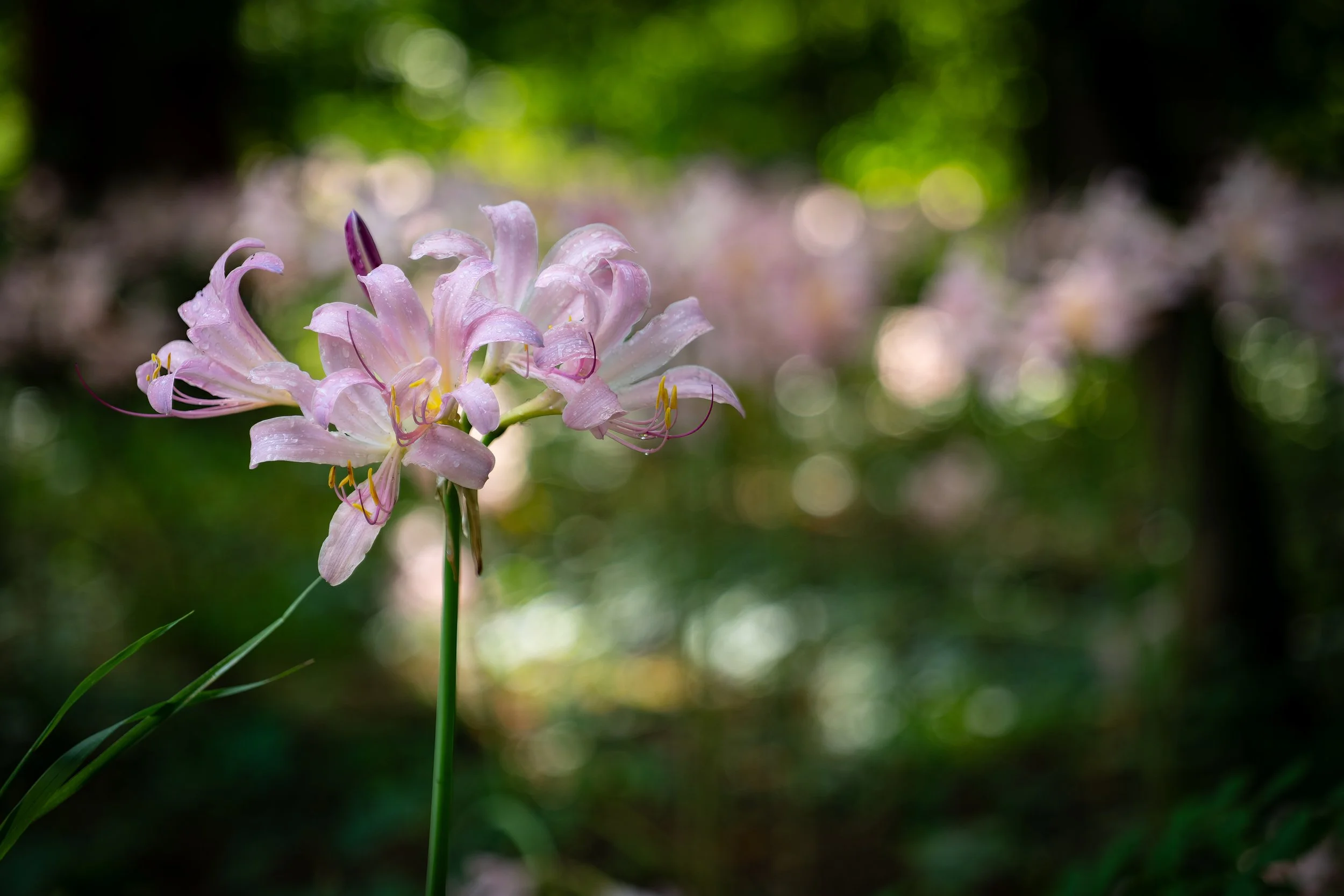 Fernwood Flower