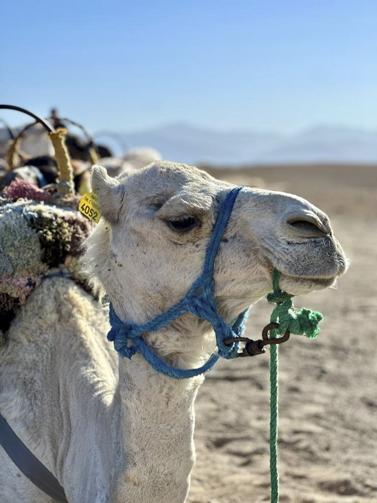 Camel Morocco