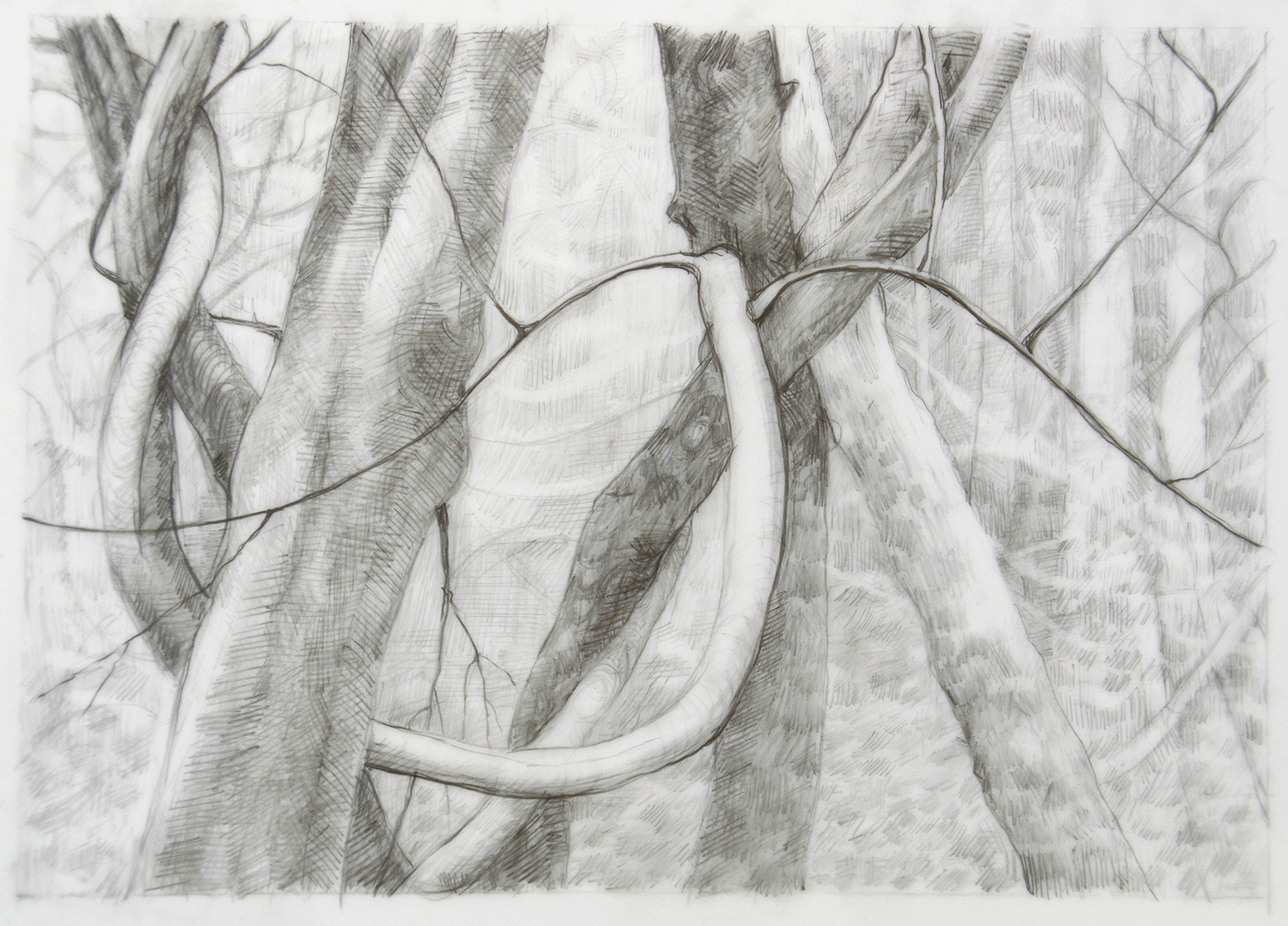 Forest Primeval, I, 5"x 7", graphite on mylar