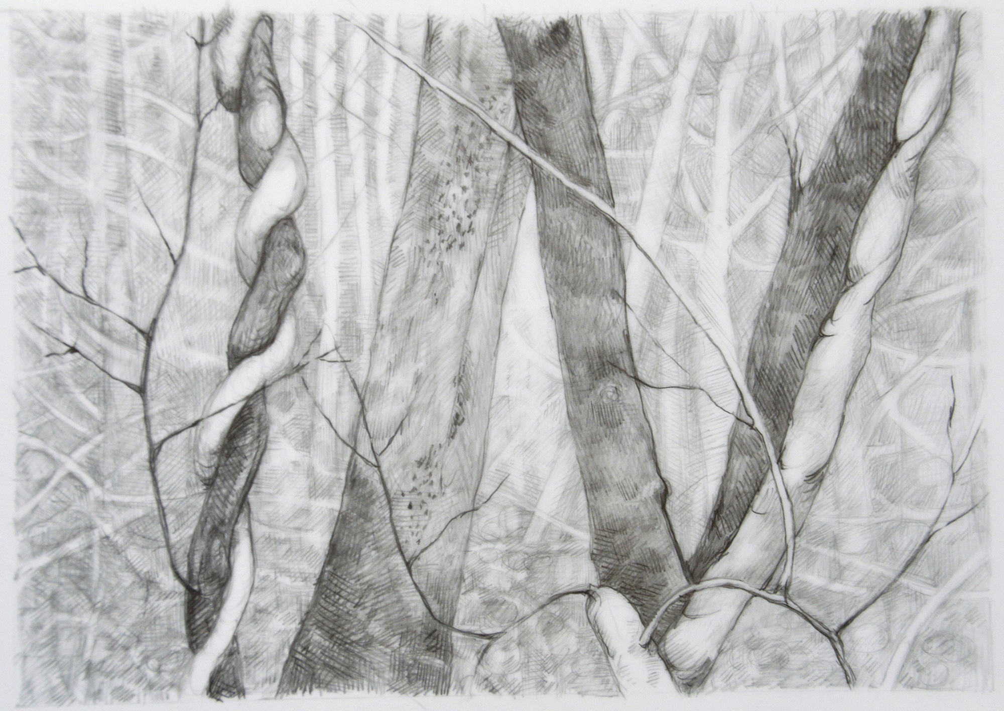 Forest Primeval, II, 5"x 7", graphite on mylar