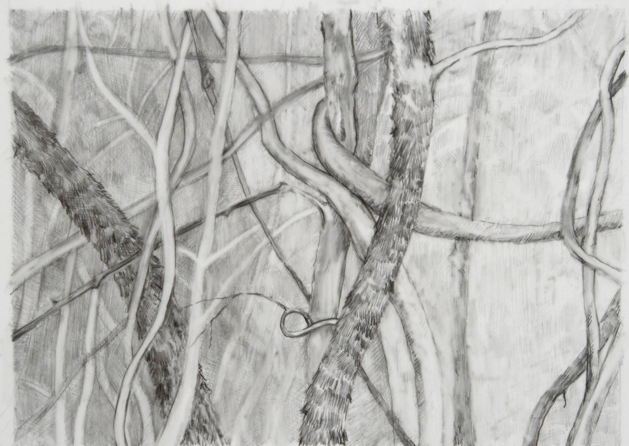 Forest Primeval, III, 5"x 7", graphite on mylar