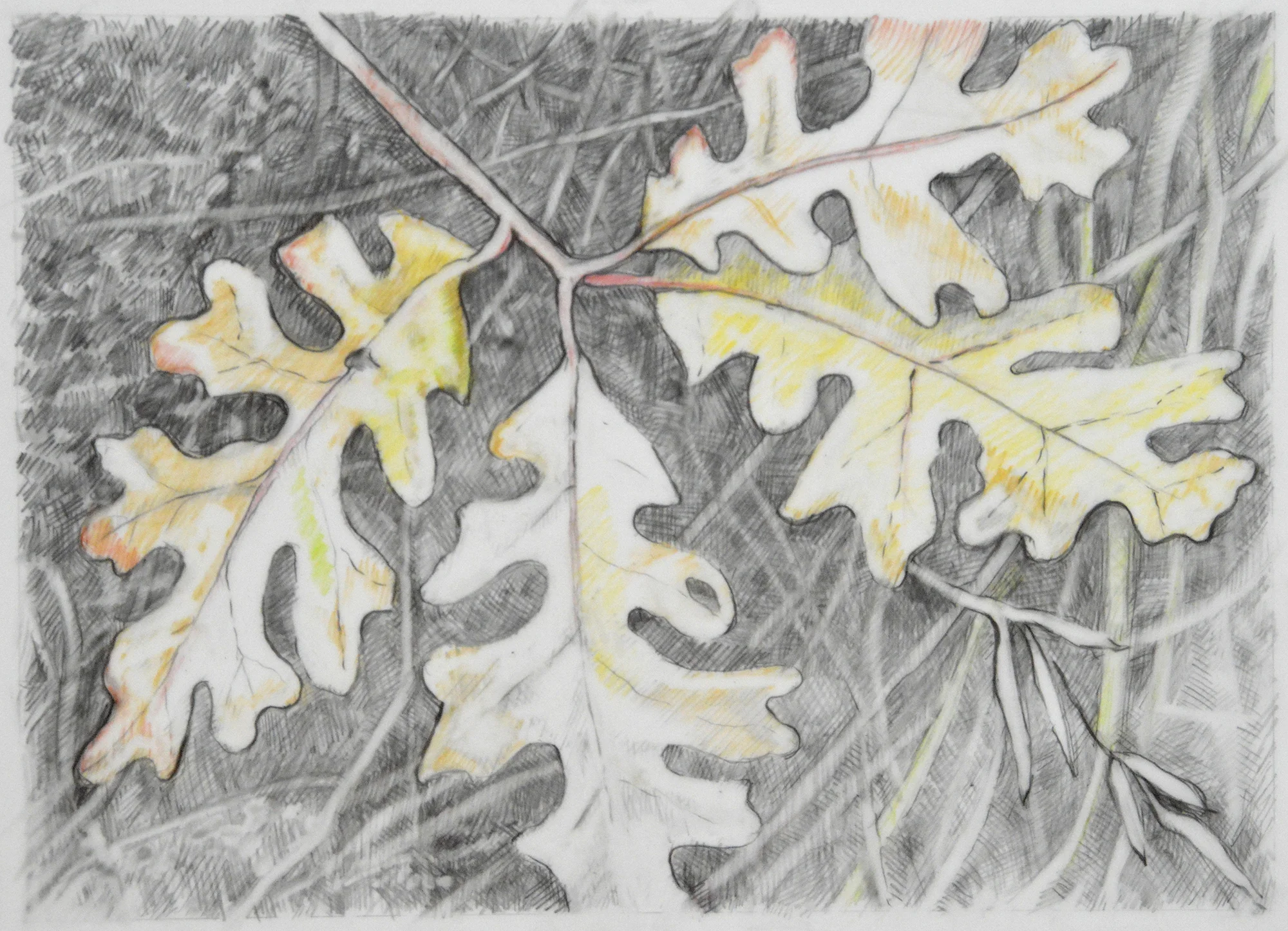 oakLeaves.jpg