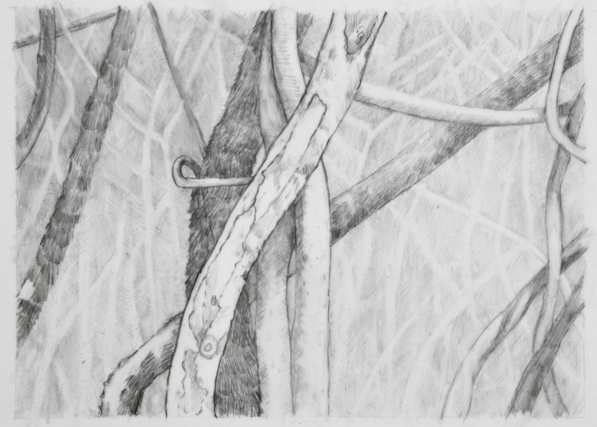 Forest Primeval, IV, 5"x 7", graphite on mylar