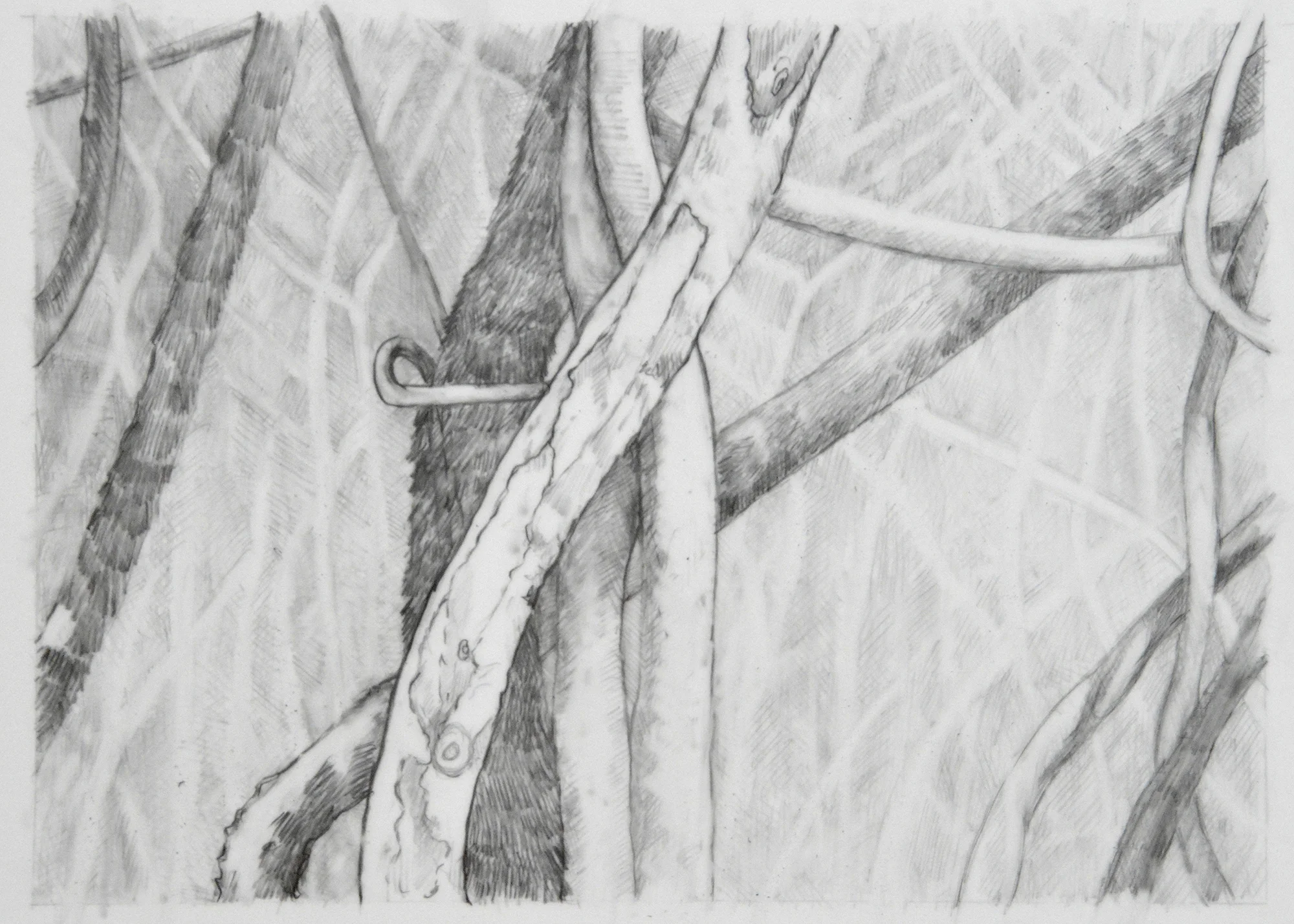 forest4.jpg