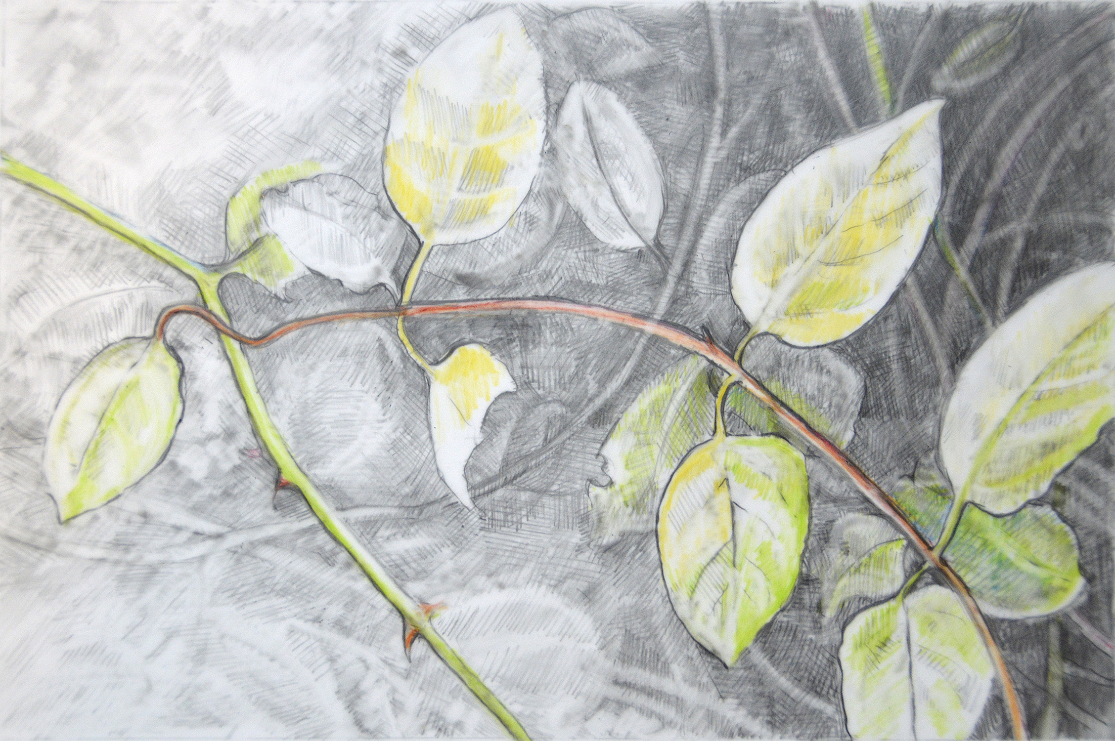 Woodland Vine, 5"x 7", graphite on mylar