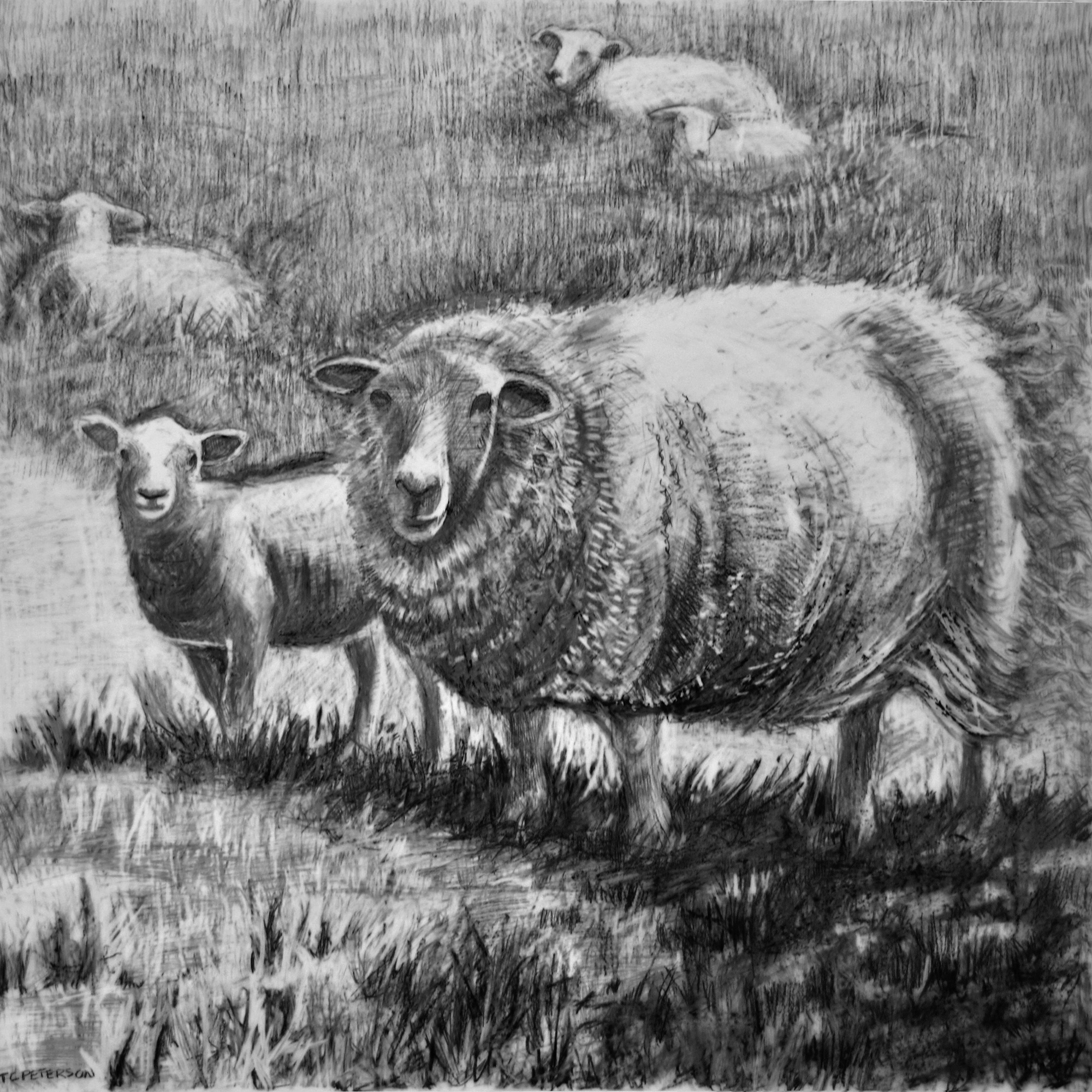 Bo and Peep, 20"x 20", conté on mylar