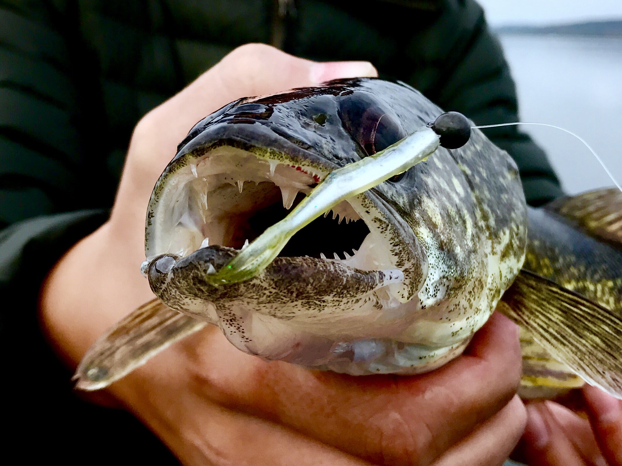 Matching the Hatch: Targeting Inland Michigan Walleyes By Matching What  They Eat — Freshwater Therapy Fishing Guide Service