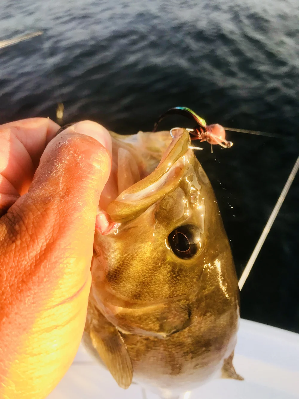 catching fish with hair lure What makes the hair jig such an amazing fish catching technique? —  Freshwater Therapy Fishing Guide Service