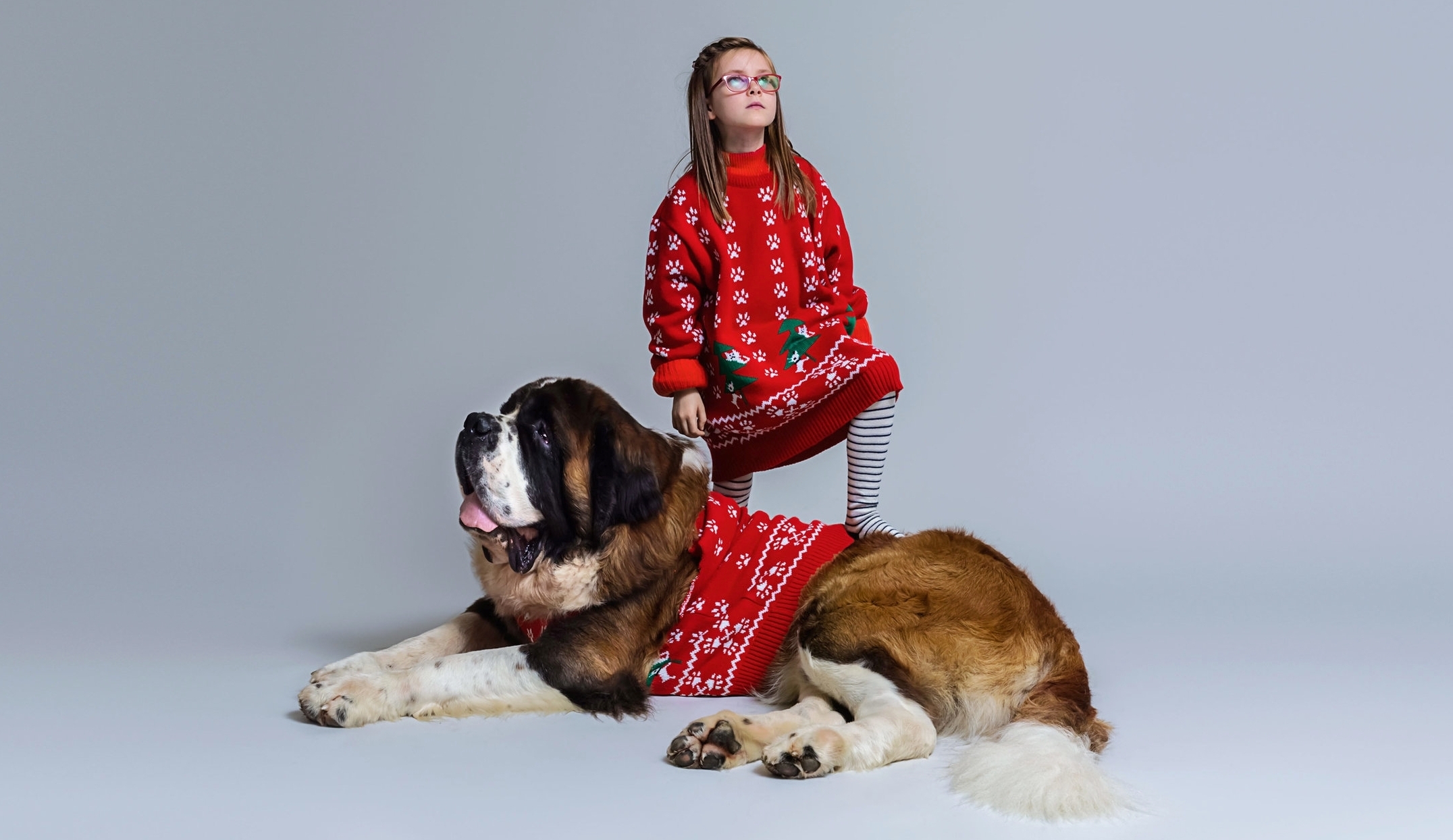 saint bernard sweater