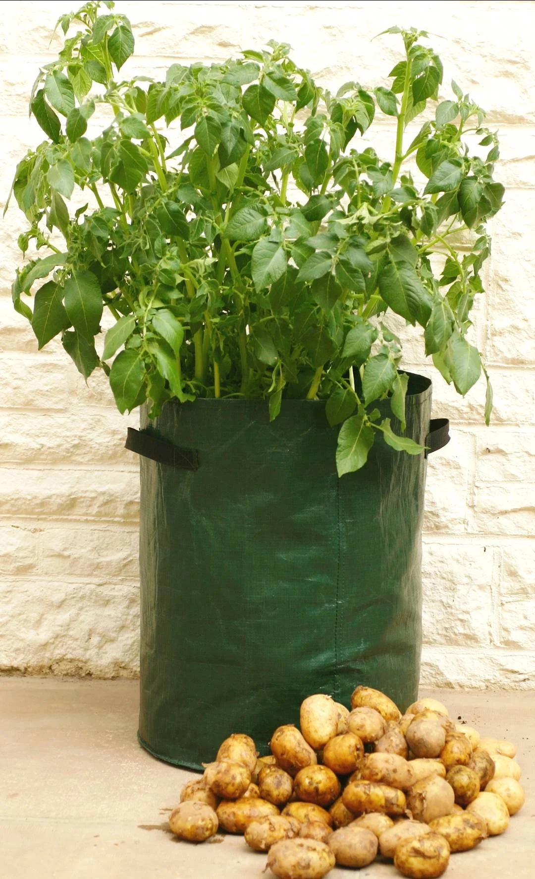 Haxnicks Potato Patio Planter