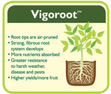 Haxnicks Vigoroot Root System.jpg