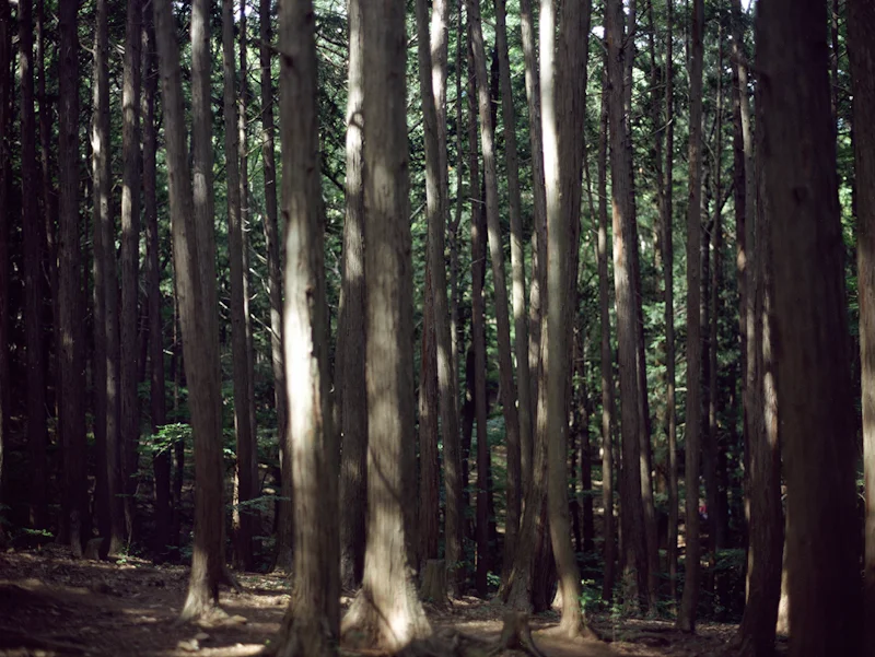 ground-1.jpg