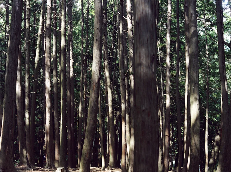 ground-2.jpg
