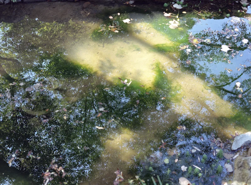  pond #0719, 2013, light-jet print, 20x27 inch&nbsp; 