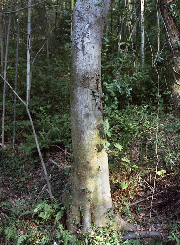  tree #1014-1, 2013, light-jet print, 40x30 inch&nbsp; 