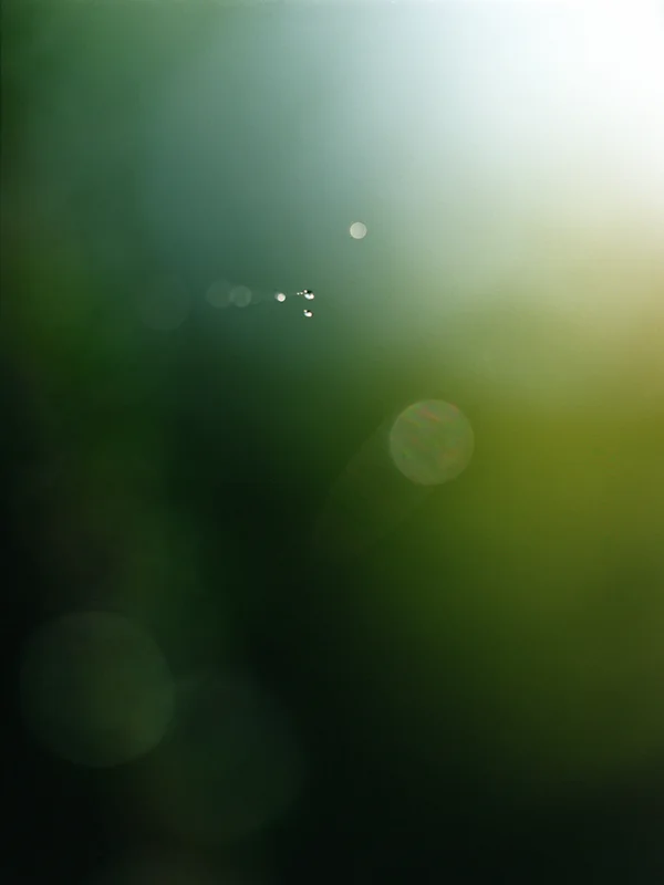  web #1, 2009, light-jet print, 20x16 inch&nbsp; 