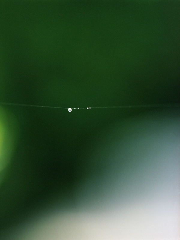 web #2, 2009, light-jet print, 20x16 inch 