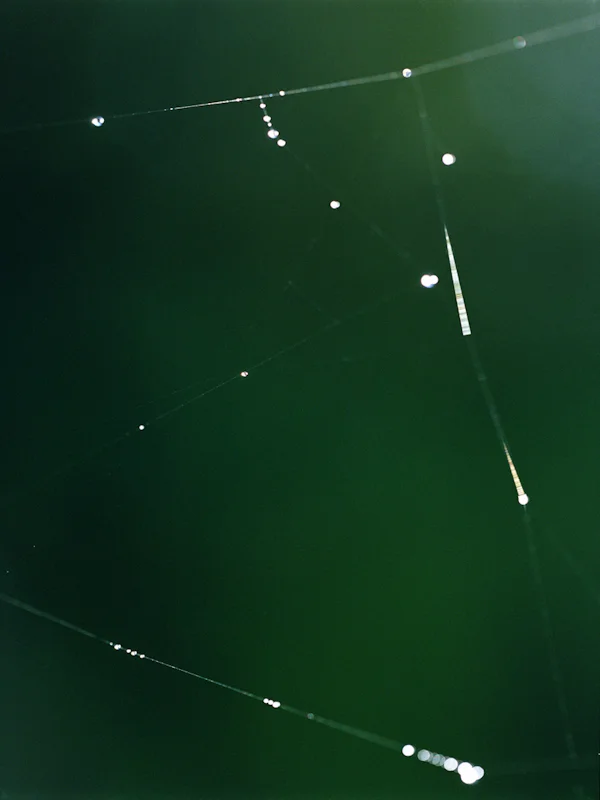  web #3, 2009, light-jet print, 20x16 inch 