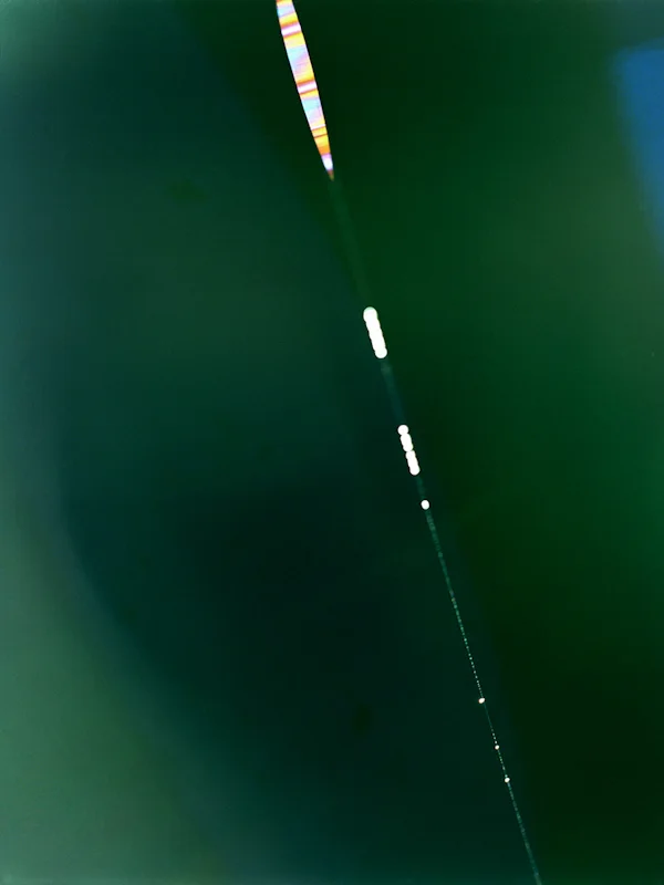  web #4, 2009, light-jet print, 20x16 inch&nbsp; 
