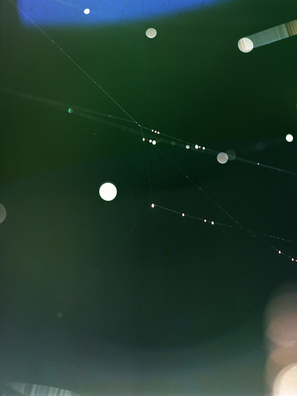  web #5, 2009, light-jet print, 20x16 inch&nbsp; 