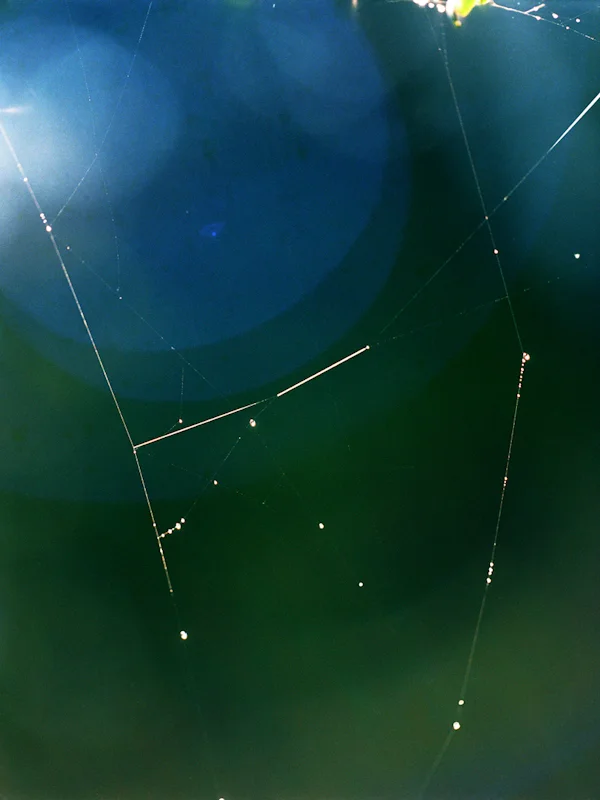  web #7, 2009, light-jet print, 20x16 inch 