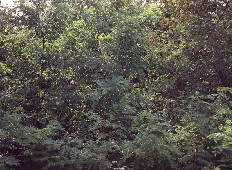 wood-1.jpg