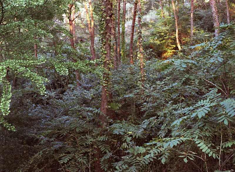 wood-2.jpg