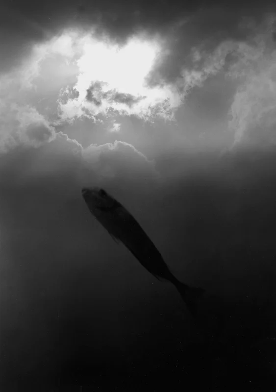 ascend, 2000, gelatin silver print, 20x24 inch 