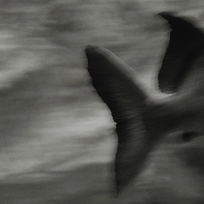  untitled, from &lt;walks on water&gt; series, 2004, c-print 