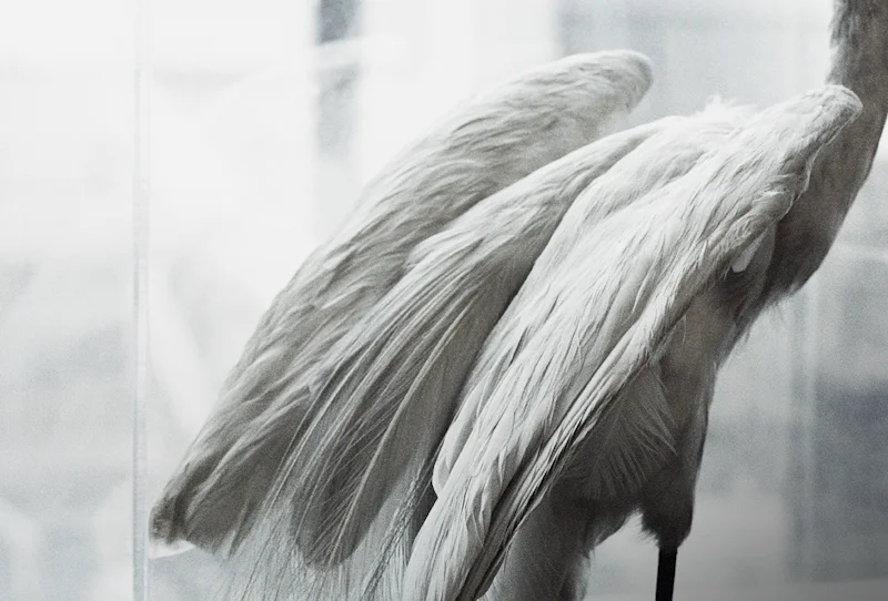  untitled, from &lt;wonder on parnassus&gt; series, 2007, c-print 