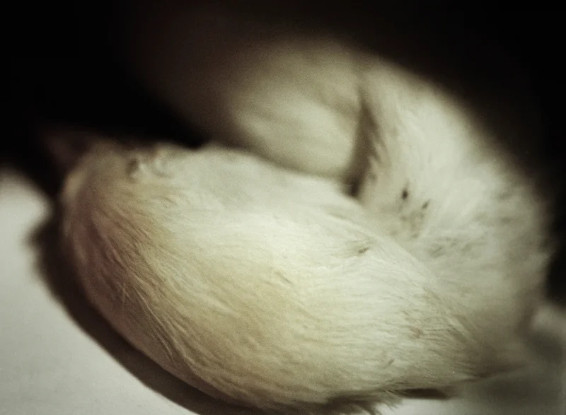  untitled, from &lt;wonder on parnassus&gt; series, 2007, c-print 