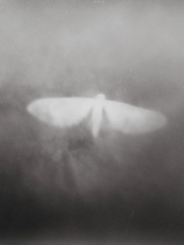  untitled, from &lt;wonder on parnassus&gt; series, 2007, c-print 