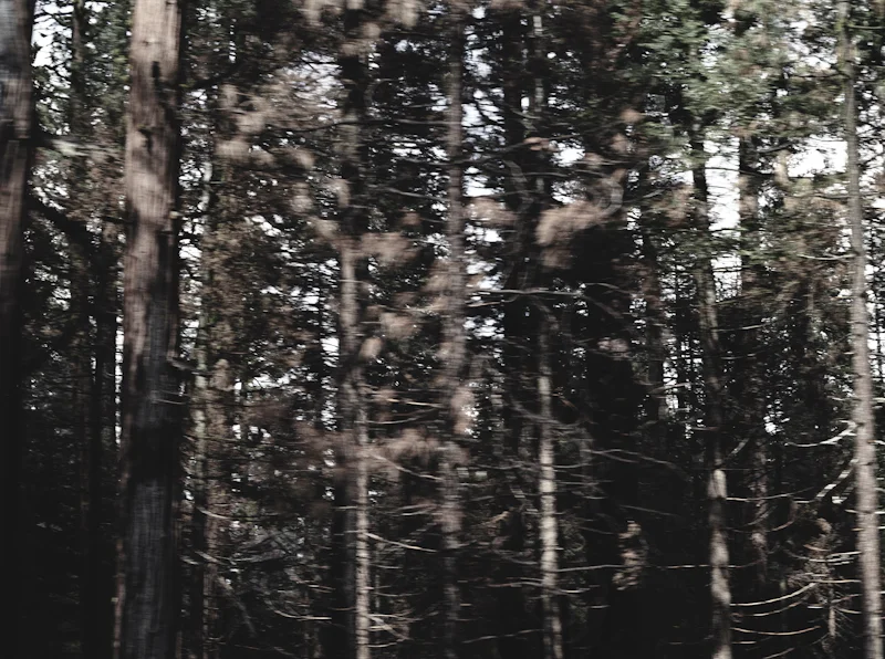 untitled, from &lt;wonder on parnassus&gt; series, 2007, c-print 