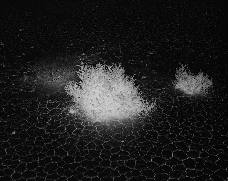  untitled, from &lt;wonder on parnassus&gt; series, 2007, c-print 