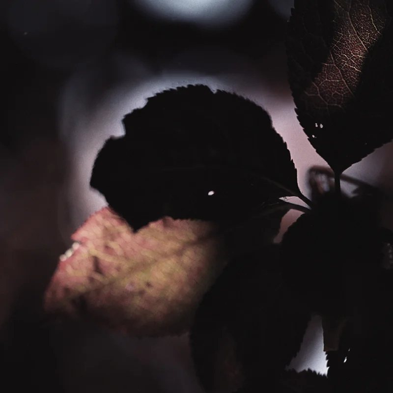  untitled, from &lt;wonder on parnassus&gt; series, 2007, c-print 