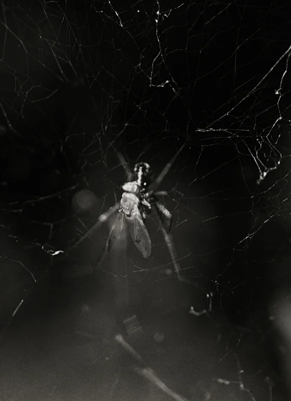  untitled, from &lt;wonder on parnassus&gt; series, 2007, c-print 