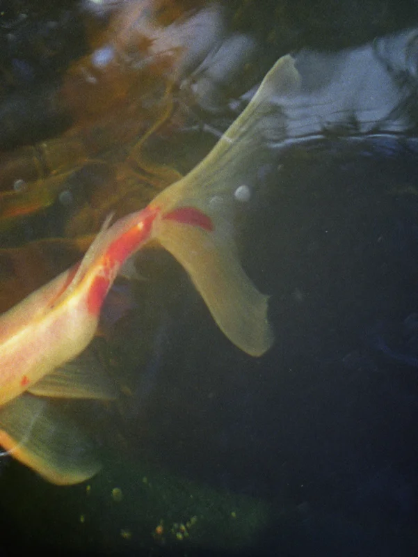  untitled, from &lt;wonder on parnassus&gt; series, 2007, c-print 