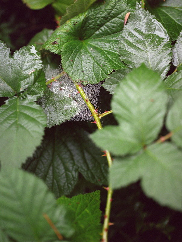 untitled, from <grace and gravity> series, 2009, c-print