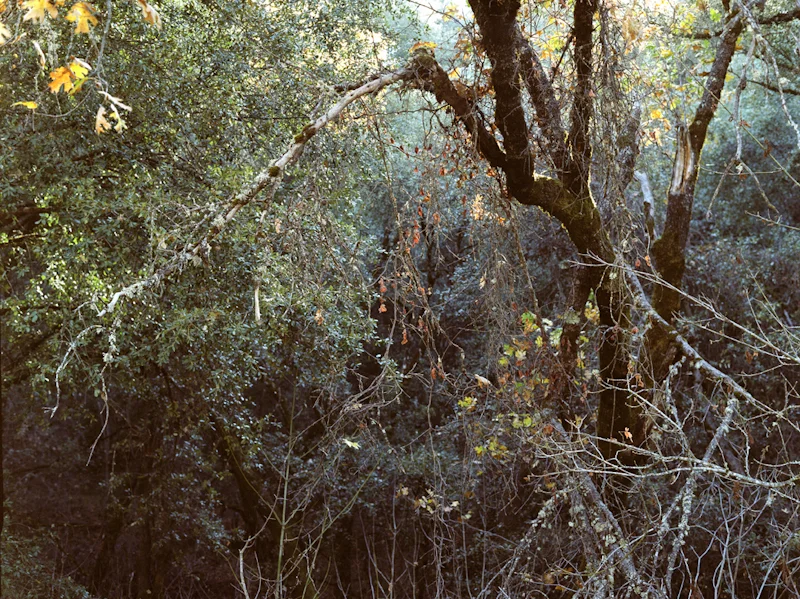 untitled, from <grace and gravity> series, 2009, c-print