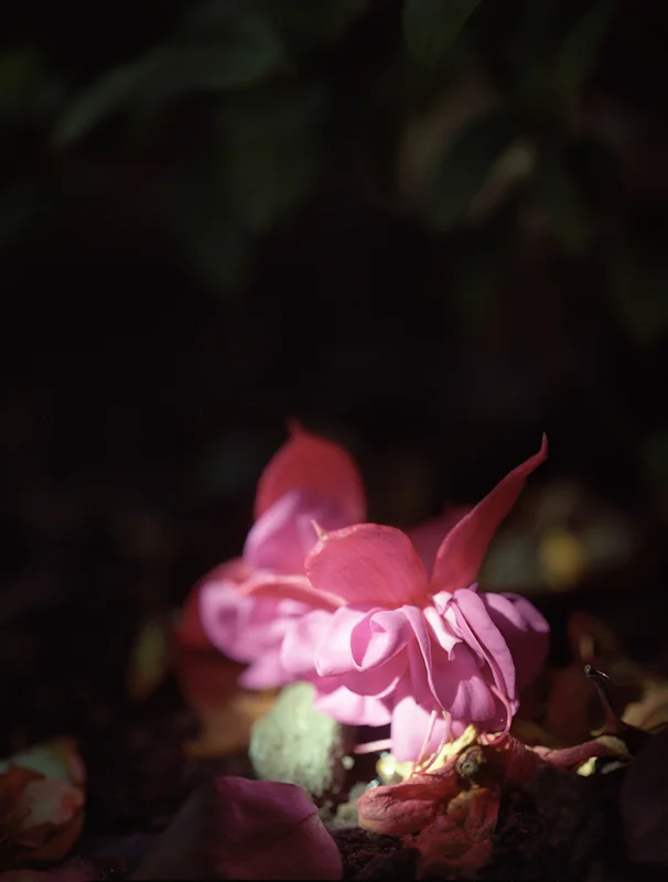 untitled, from <grace and gravity> series, 2009, c-print