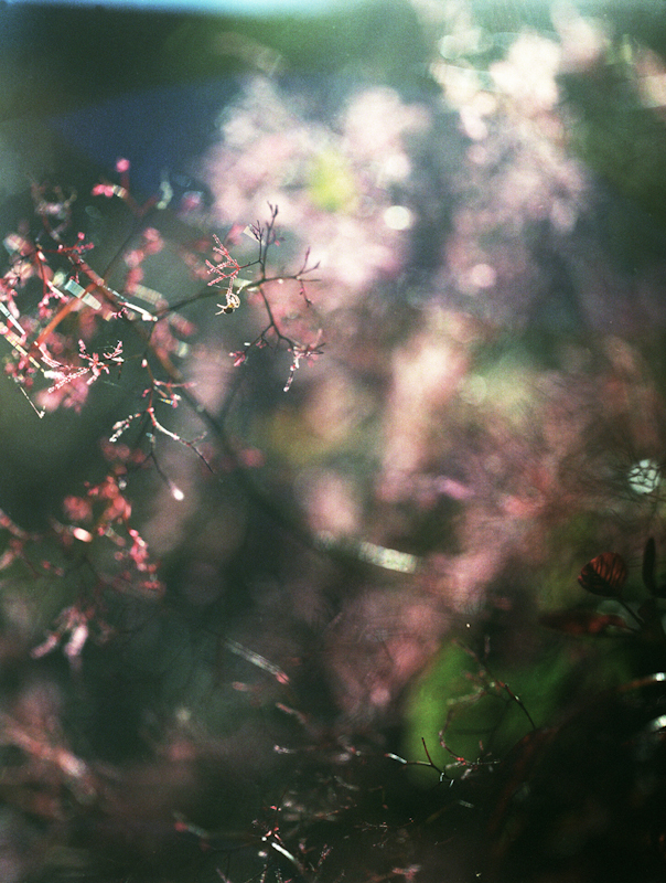 untitled, from <grace and gravity> series, 2009, c-print