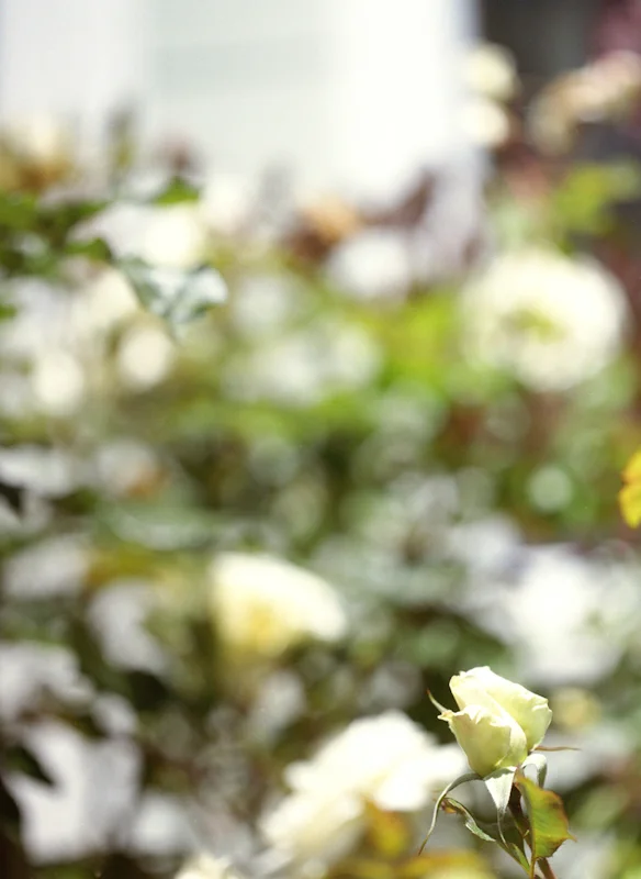 untitled, from <grace and gravity> series, 2009, c-print