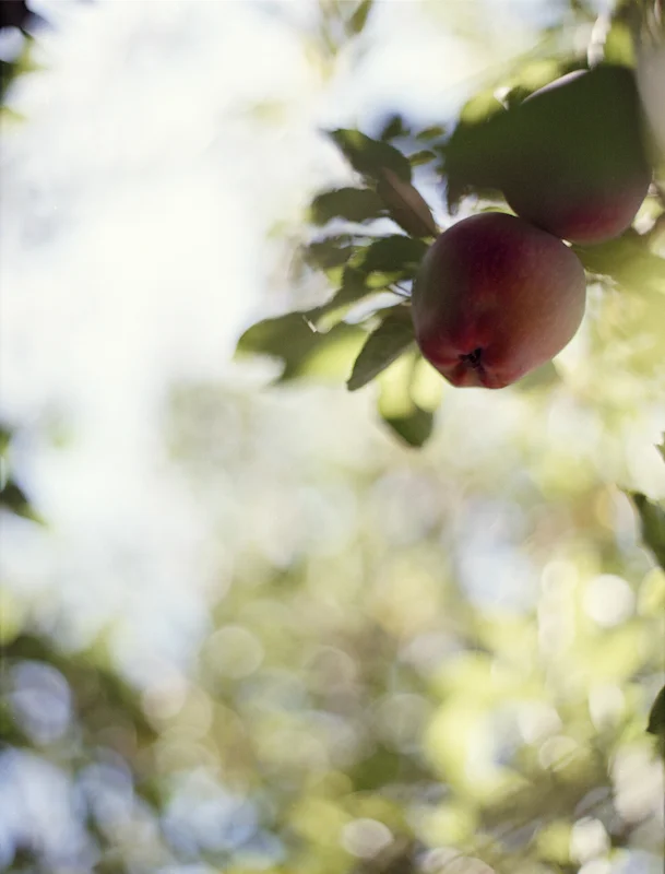 untitled, from <grace and gravity> series, 2009, c-print