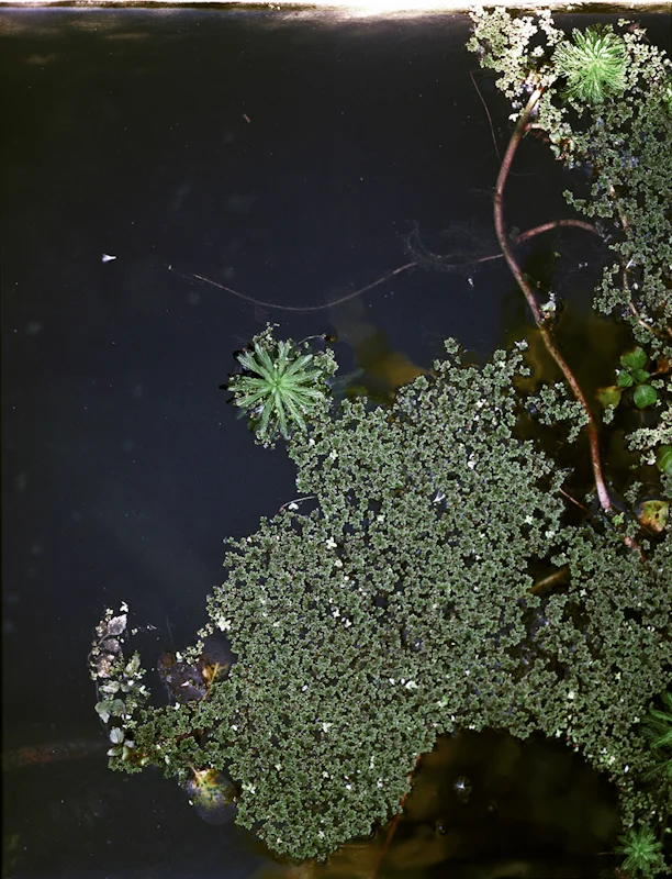 untitled, from <grace and gravity> series, 2009, c-print